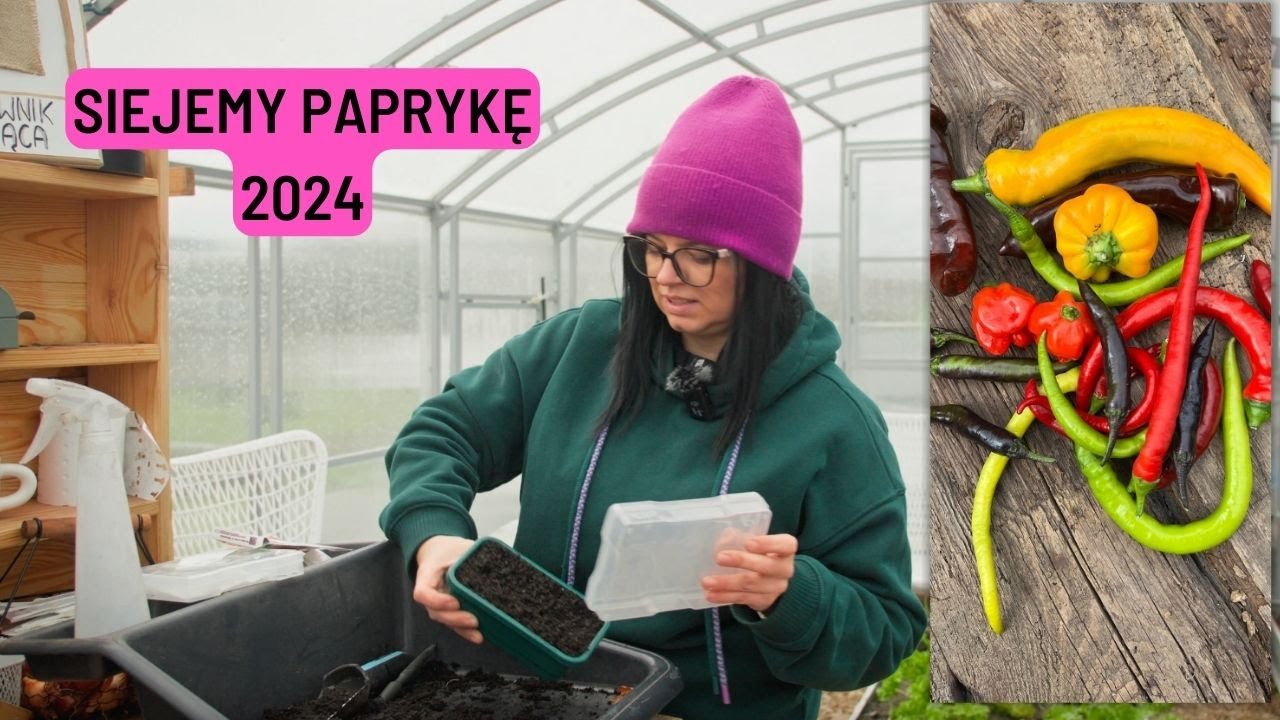 Uprawa papryki od nasiona. Jak siać paprykę. Uprawa warzyw. Co siać w styczniu