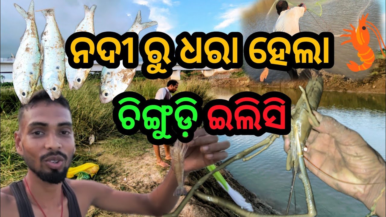 ନୂଆ ନଈ ରୁ ଧରିଲୁ ଚିଙ୍ଗୁଡ଼ି ଆଉ ଇଲିସ 🦐🐟 ।।  Odia fishing vlogs ।। Odia vlogs।। 