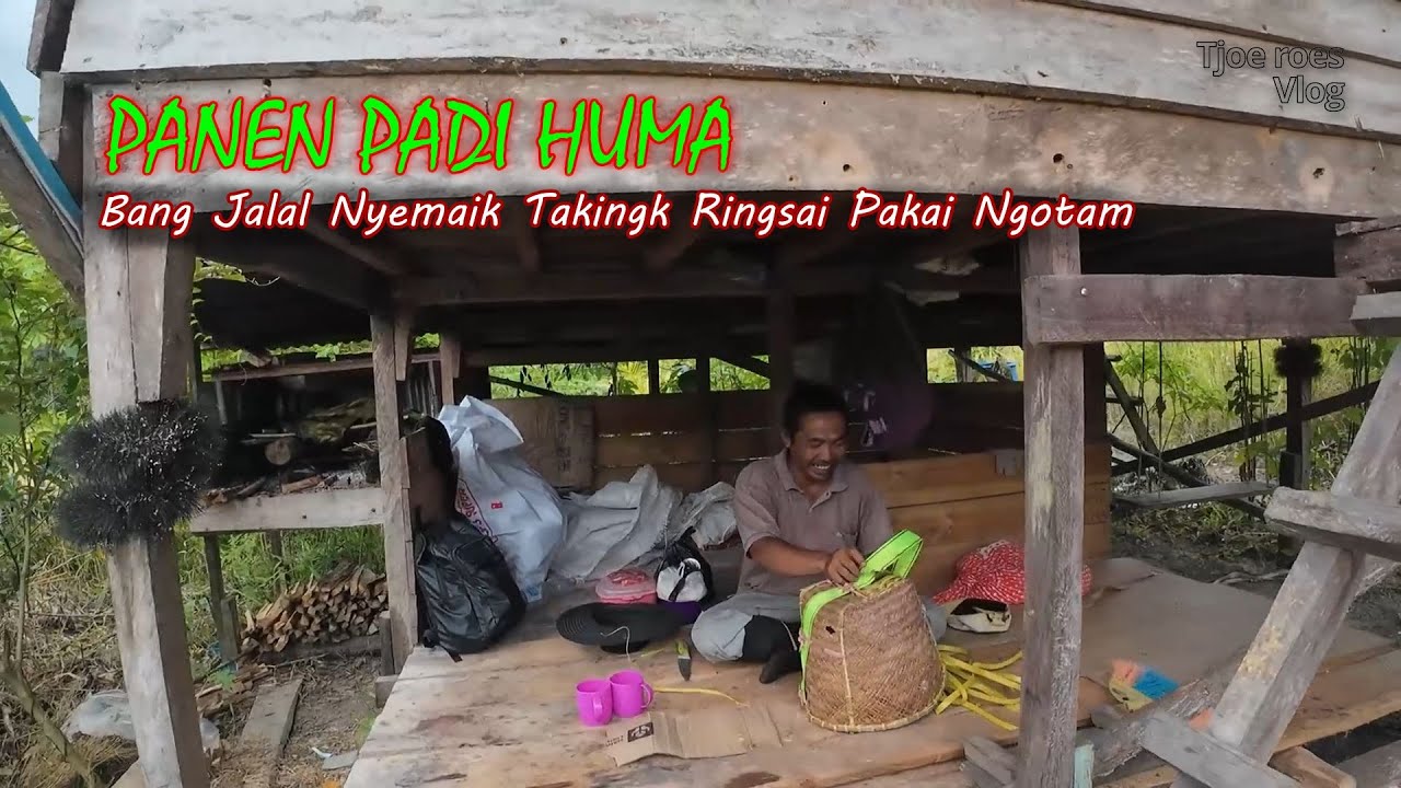 PANEN PADI HUMA