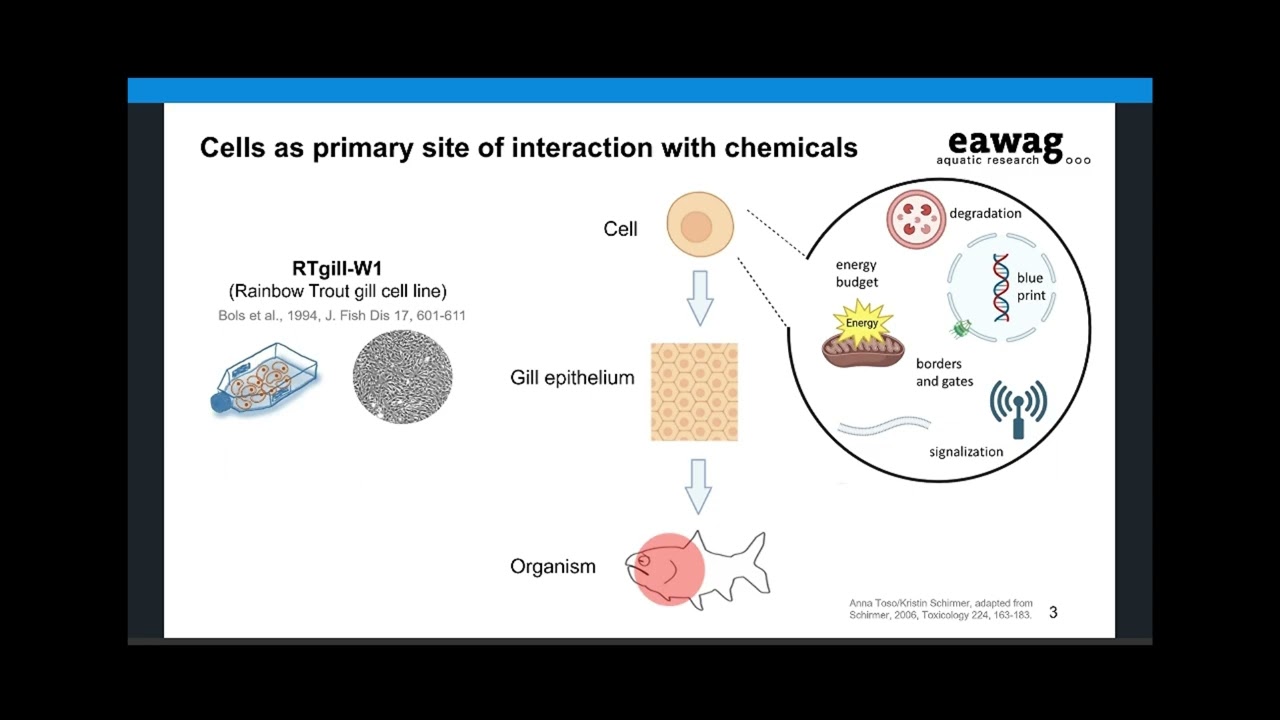 Gill cell line assay for acute fish toxicity prediction