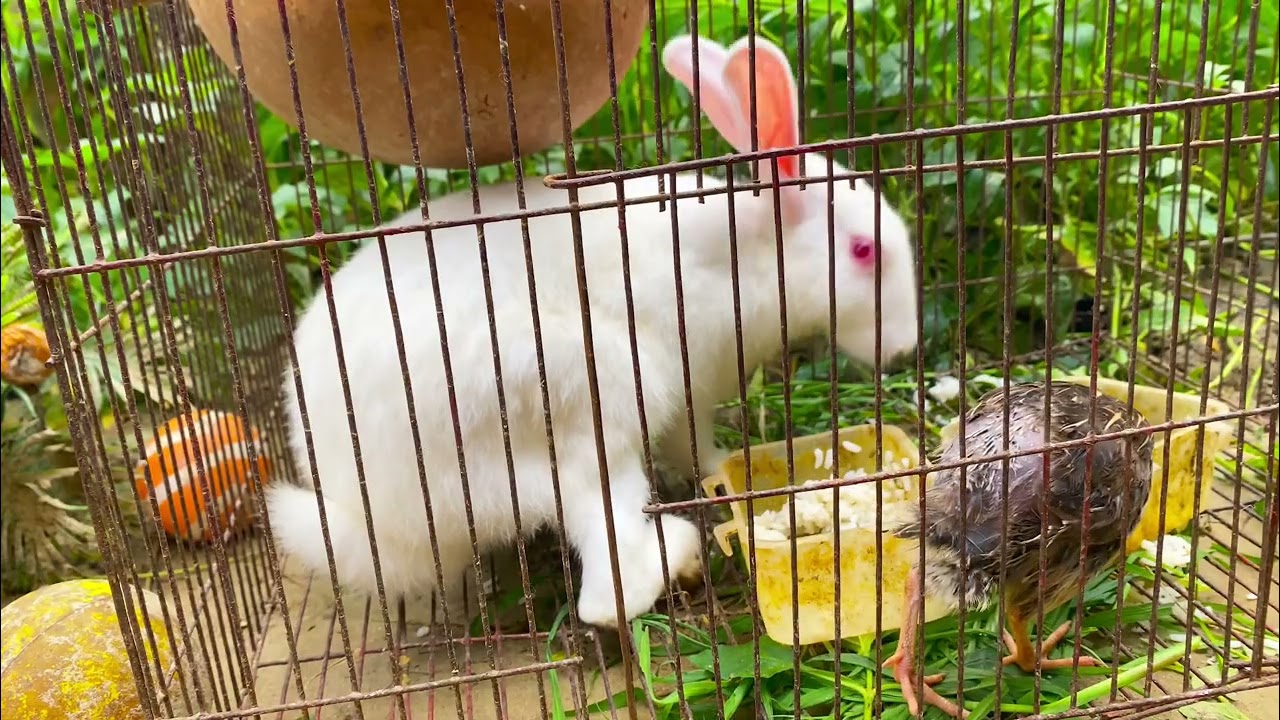 Beautiful Animal Sounds (Rabbit) | Rabbit Sounds Effects #rabbit#25