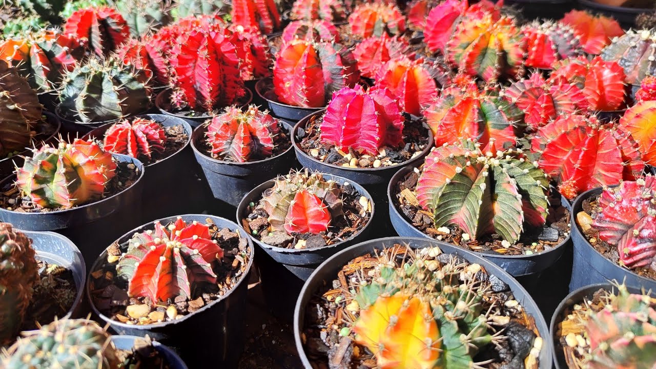 Os novos cactos que chegaram! Mostrando todos para vocês. 🌵🌵🌵🌵