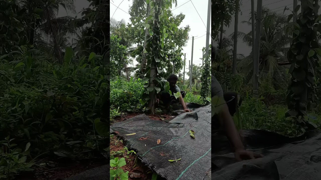Vietnam model pepper farming. Weedmat placing.#kumbuckal #agriculture #keralafarming #farming