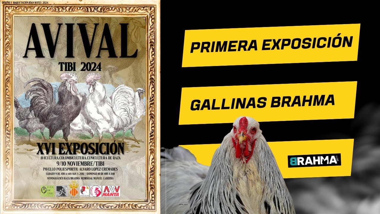 Exposición AVICOLA - XVI AVIVAL - Tibi 2024