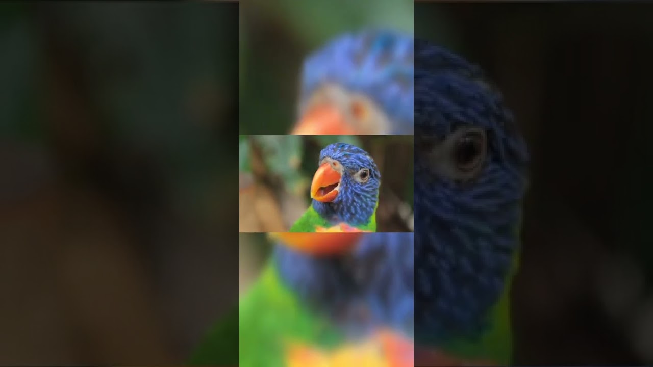 Beautiful Birds | Colourful Nature Birds | #birdsofinsta #birdslover