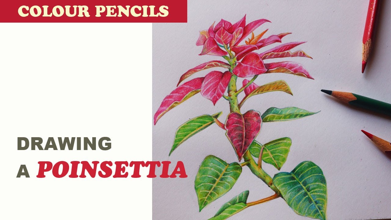 How to draw a Poinsettia | Colour pencils flower drawing