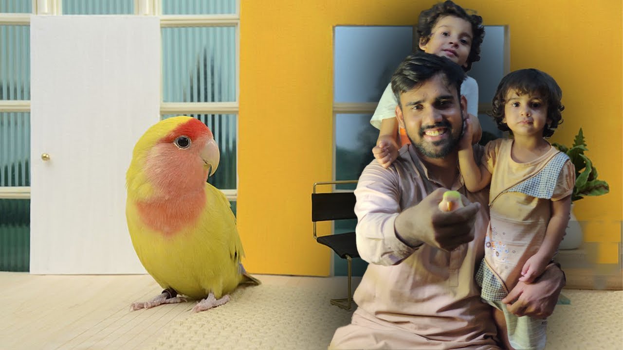 Love Bird Ka Baby Bada Ho Geya 🐦| Kya Naam Rakhen ? | Karachi Vlogger
