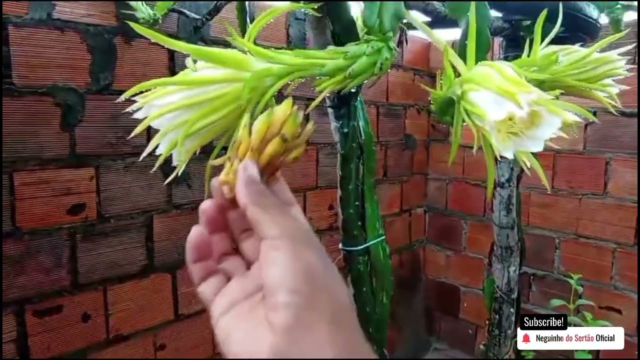  pitayas que não se reproduzem o que fazer com essa espécie, vejam o porquê dessa decisão.
