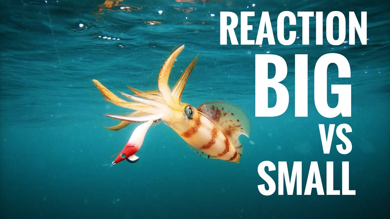 How SQUID REACT to BIG and SMALL Lures (Underwater footage)