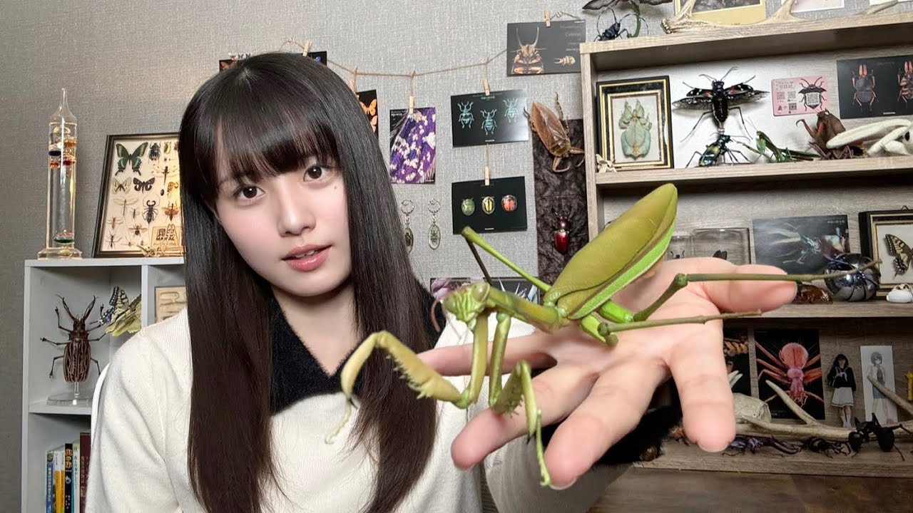 こんばんは、虫の話をしましょう
