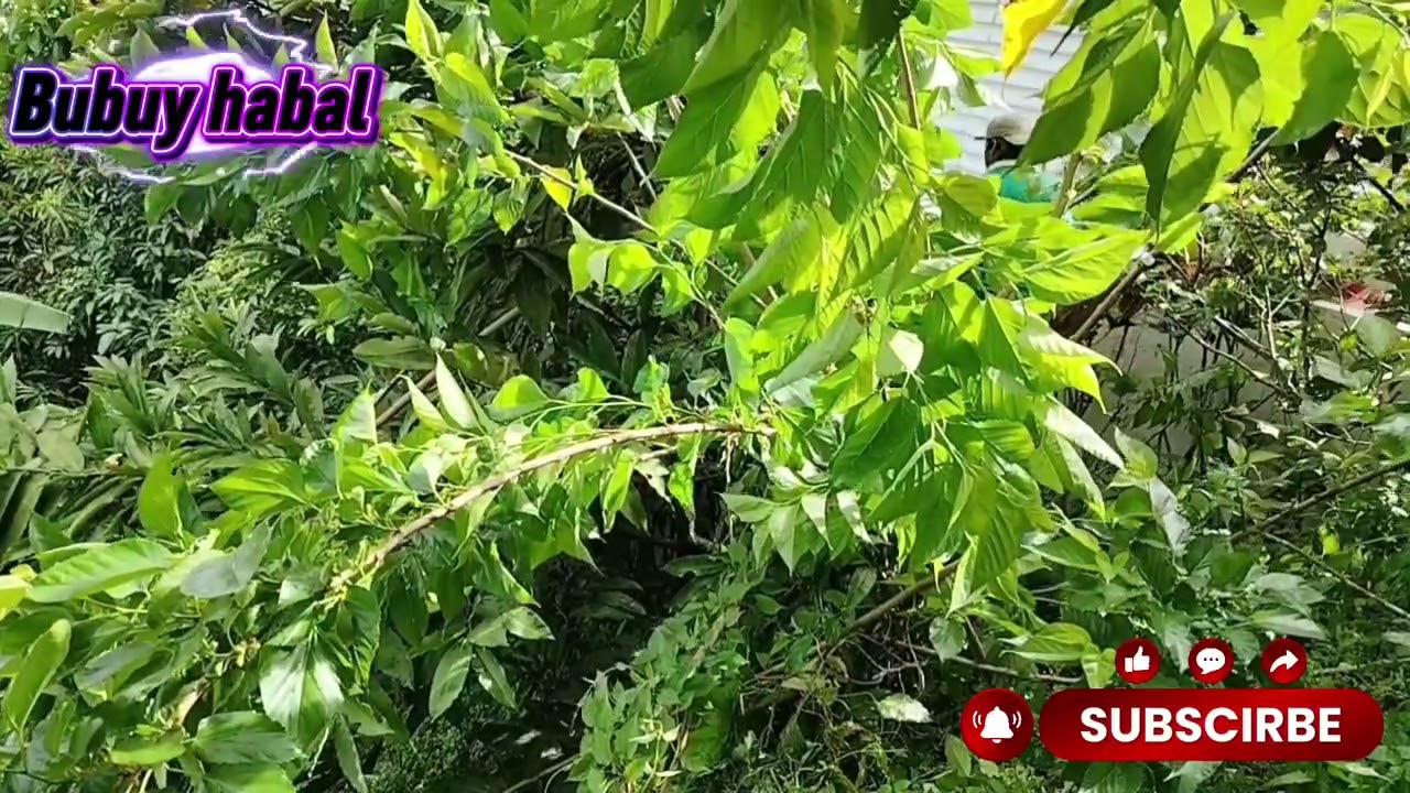 Magpuputol ng sanga ng meldere