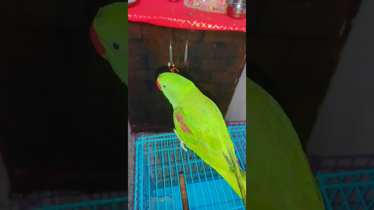 #firstparrot #youtubeshorts #birds #parrotr #funny #parrrot #cute #fantasticparrot #parrotlover
