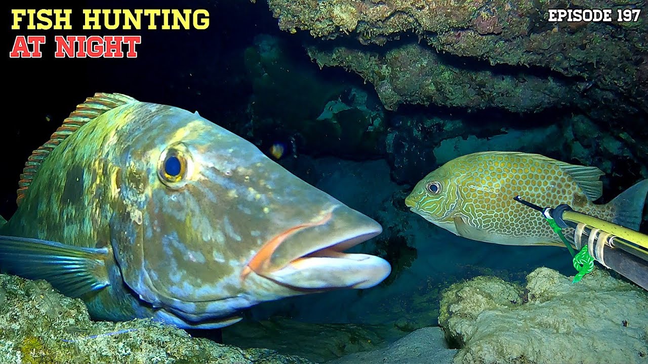 Ep197 NIGHT SPEARFISHING | FISH HUNTING AT NIGHT