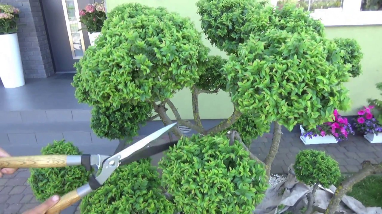 Cięcie Wiąza na Bonsai