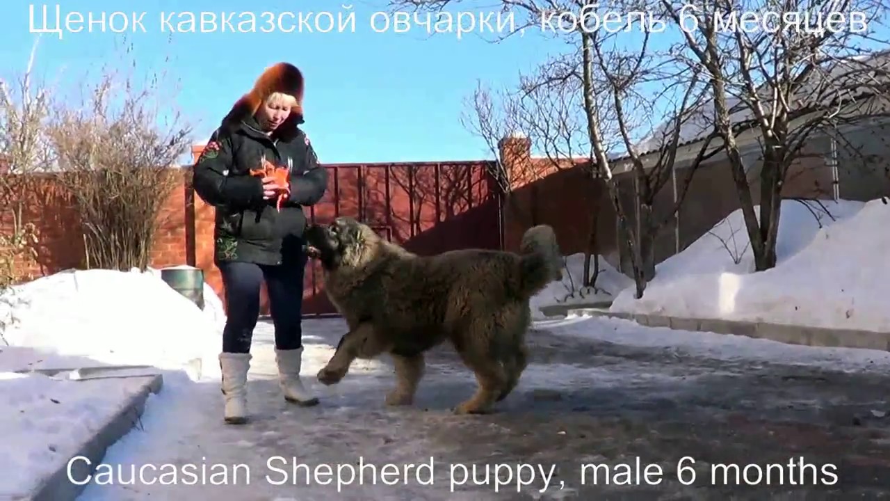 Щенок кавказской овчарки, кобель 6 месяцев. www.r-risk.ru Тел. +7 926 220-56-03 Татьяна Ягодкина