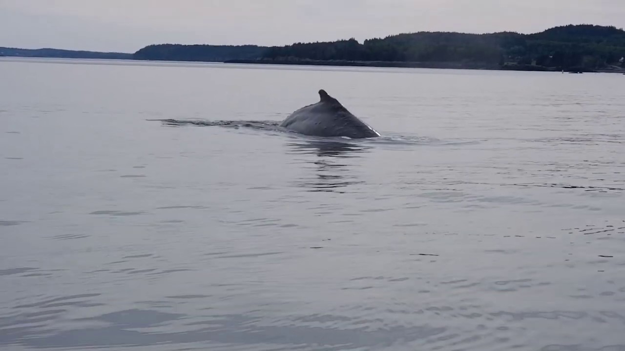 Whale Watching Tour in St. Andrews, NB, CA