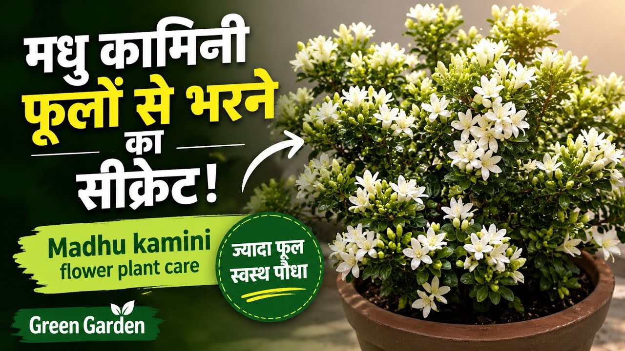 Madhu Kamini Plant Me Itne Zyada Phool Kaise? Secret Care