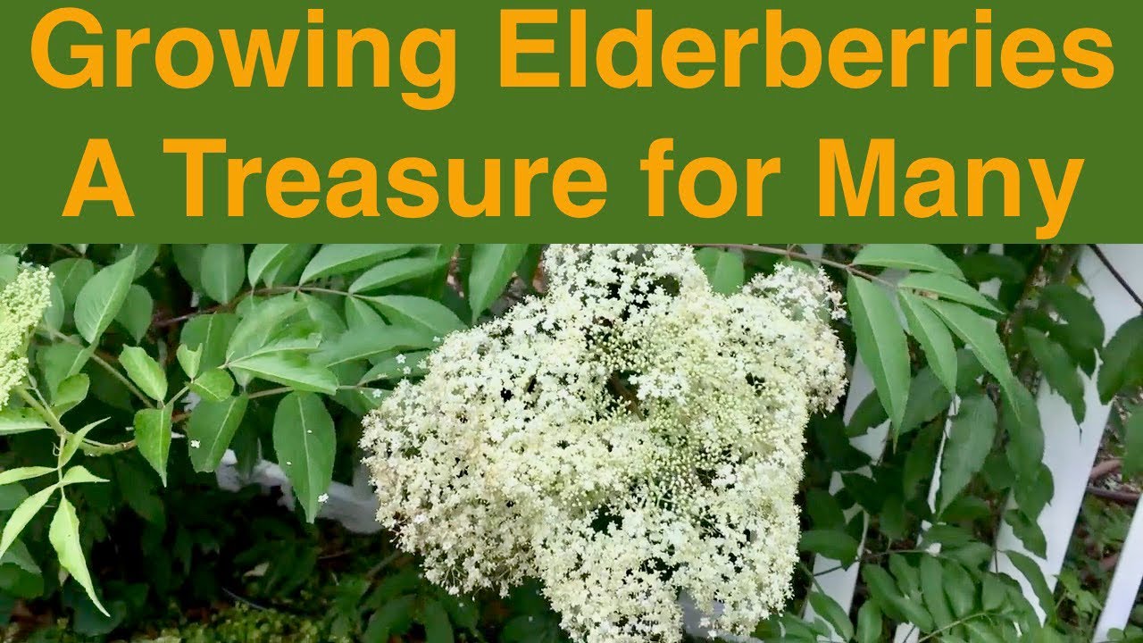 Growing Elderberries A Treasure for Many