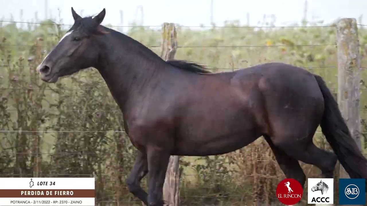 Lote 34 perdida de Fierro