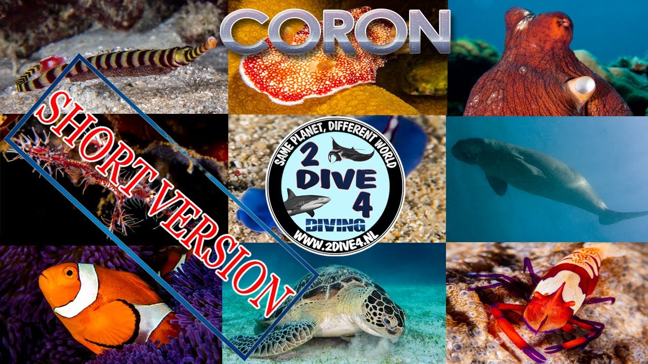 Brotherdive 2019 - Diving Coron - Philippines (Short version)