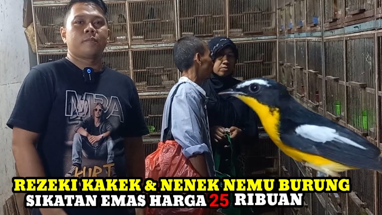REZEKI KAKEK & NENEK !!! HARGA MURAH MERIAH DIKIOS KANG UMAR WAHID PASAR BURUNG PRAMUKA TERBARU