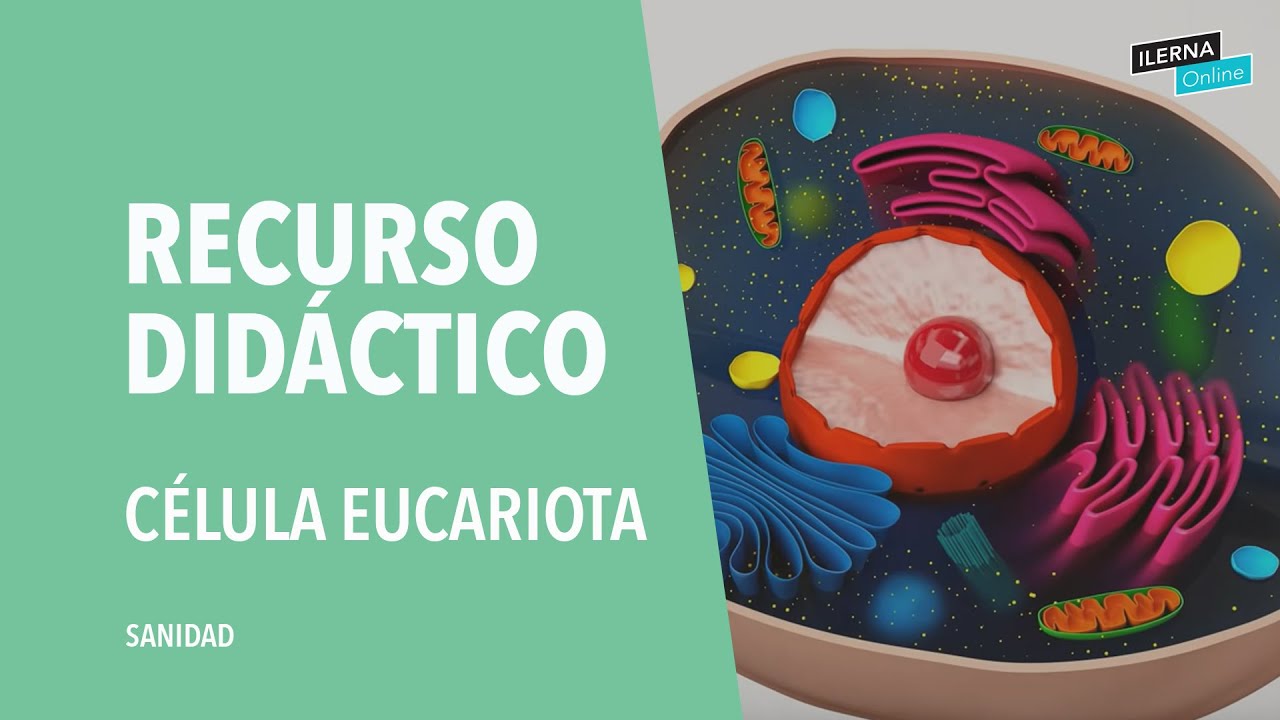 La célula eucariota: partes y funciones