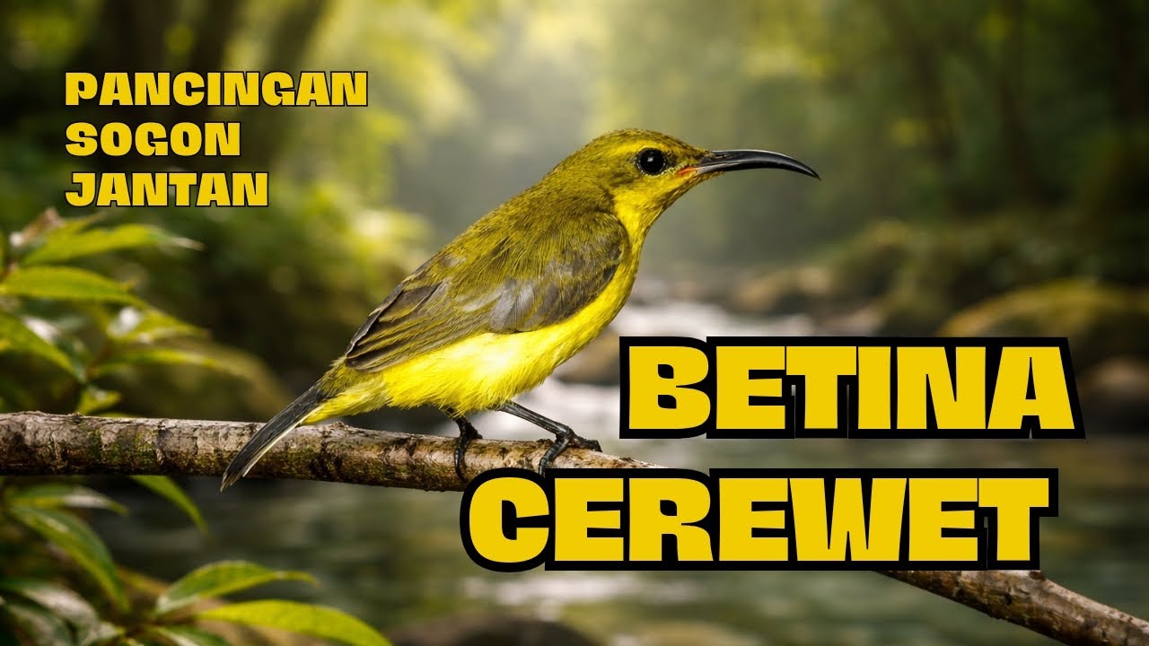 Sogon betina cerewet bikin jantan cepat bunyi
