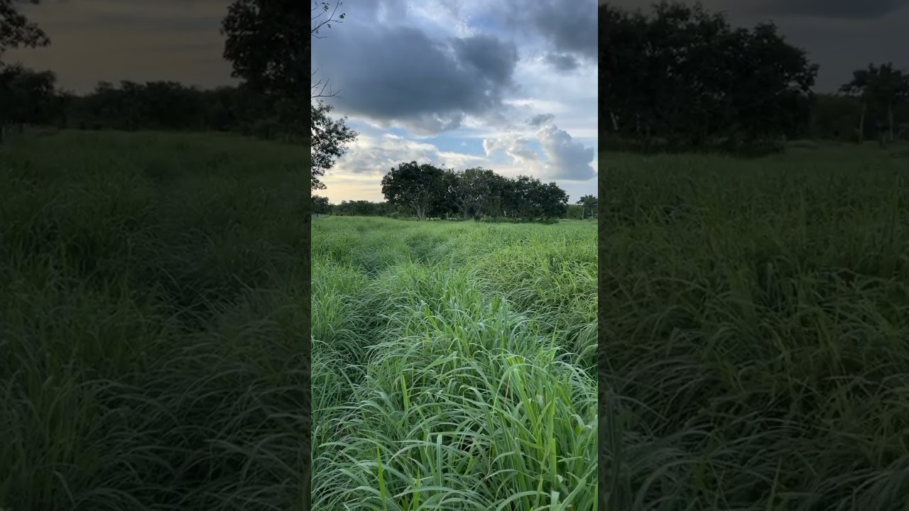 capim andropogon forma nova!