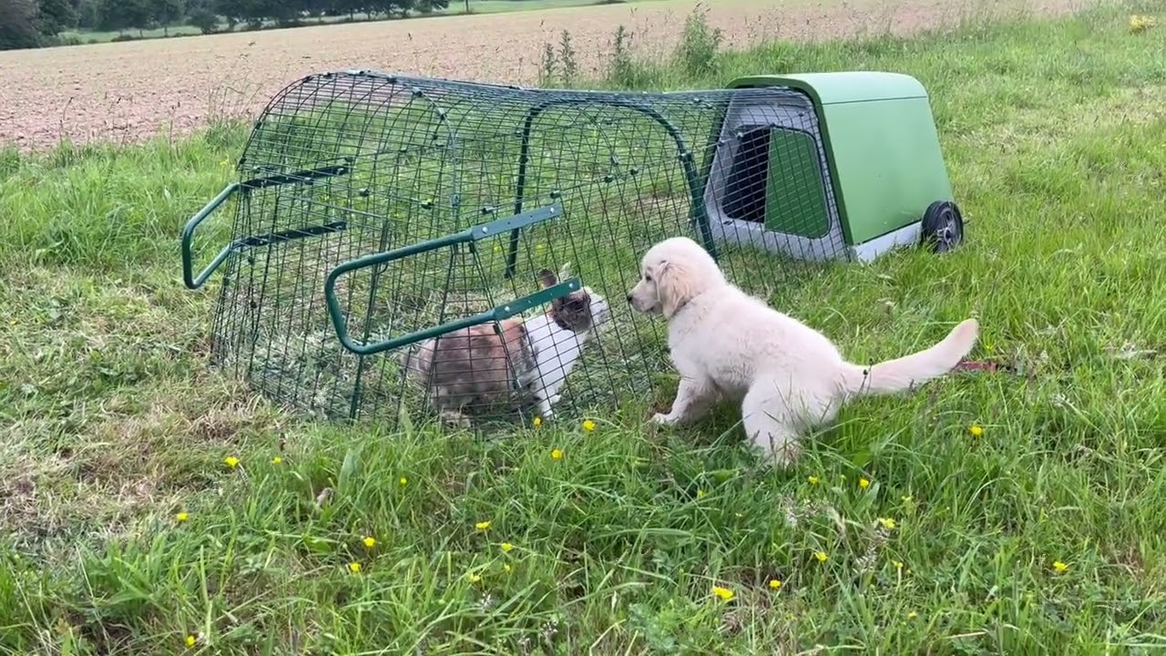 Lapin & Golden  : observation et jeu en douceur