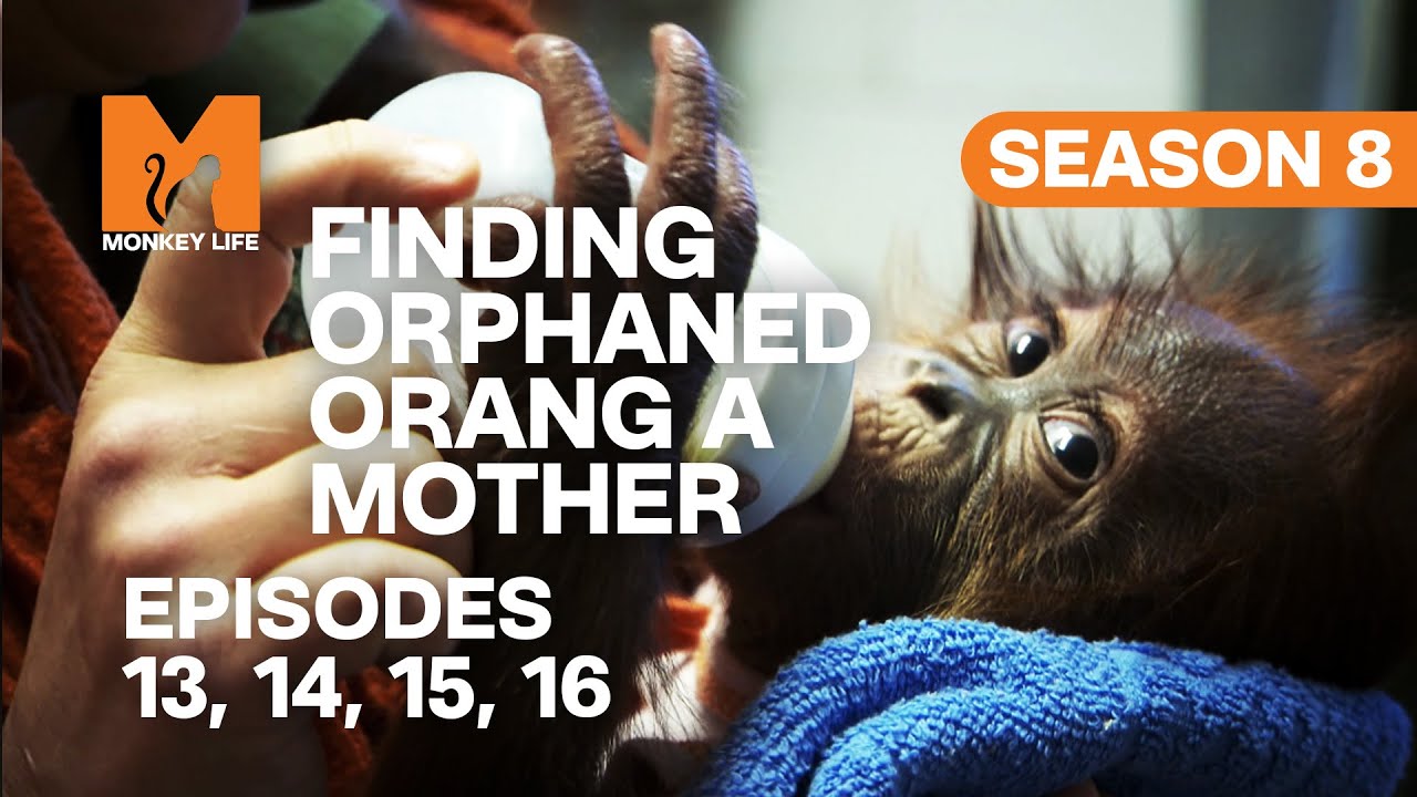 Who Will Adopt This Orphan Orang-utan in Monkey Life? | S08 E13, 14, 15 & 16 | Full Episodes