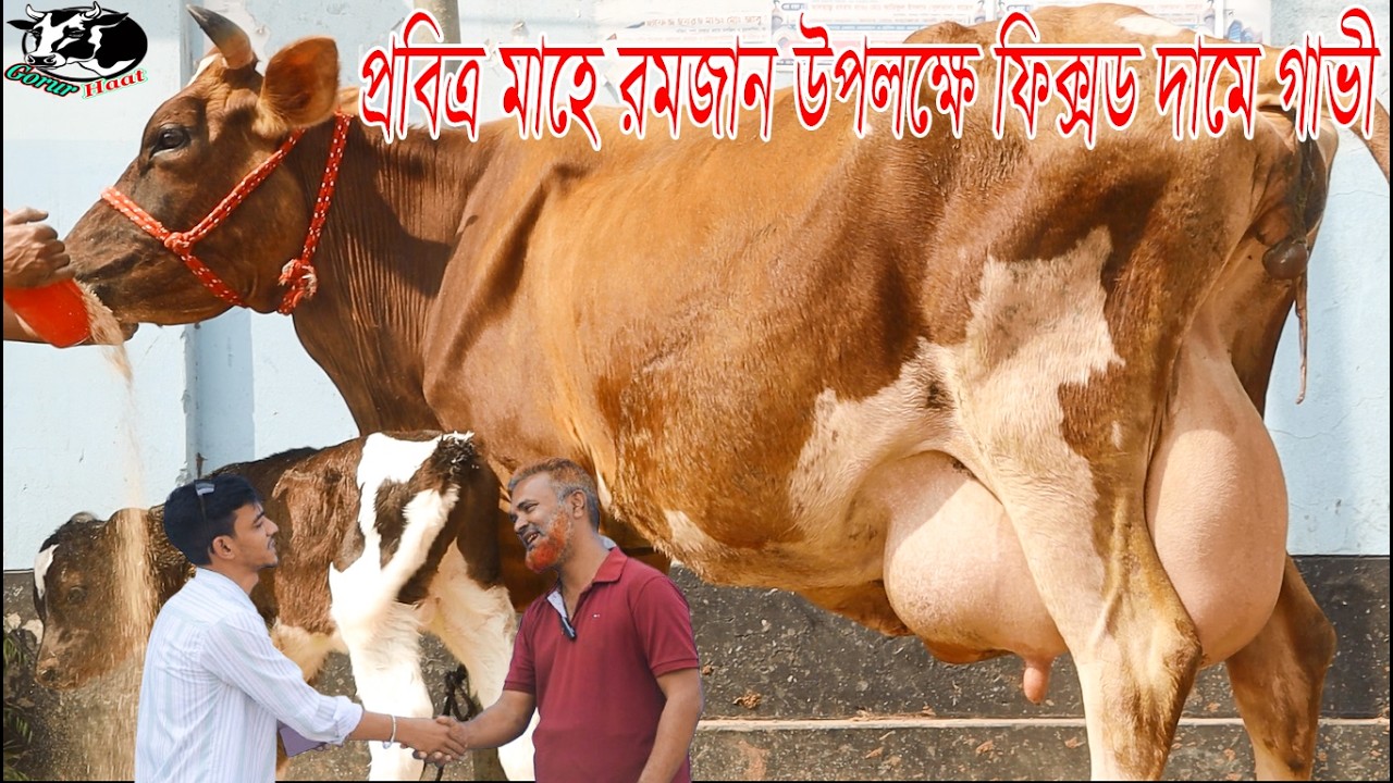 প্রবিত্র মাহে রমজান উপলক্ষে ফিক্সড দামে জার্সিসহ সেরা সেরা গাভী ! দুধ কমে লি: প্রতি ২০হাজার জরিমানা।