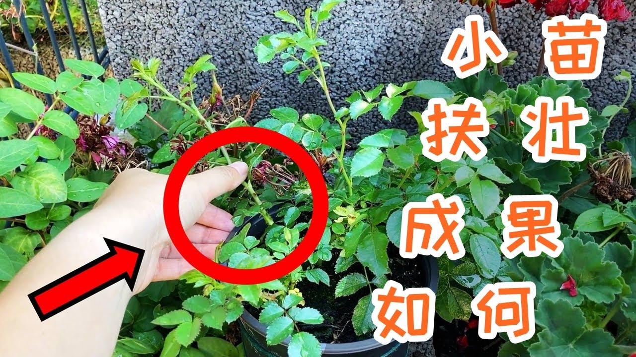 牙签苗快速长出新枝条，藤本月季小苗扶壮后续，打造花墙必备技能 | 好消息，天狼月季官方频道正式开播