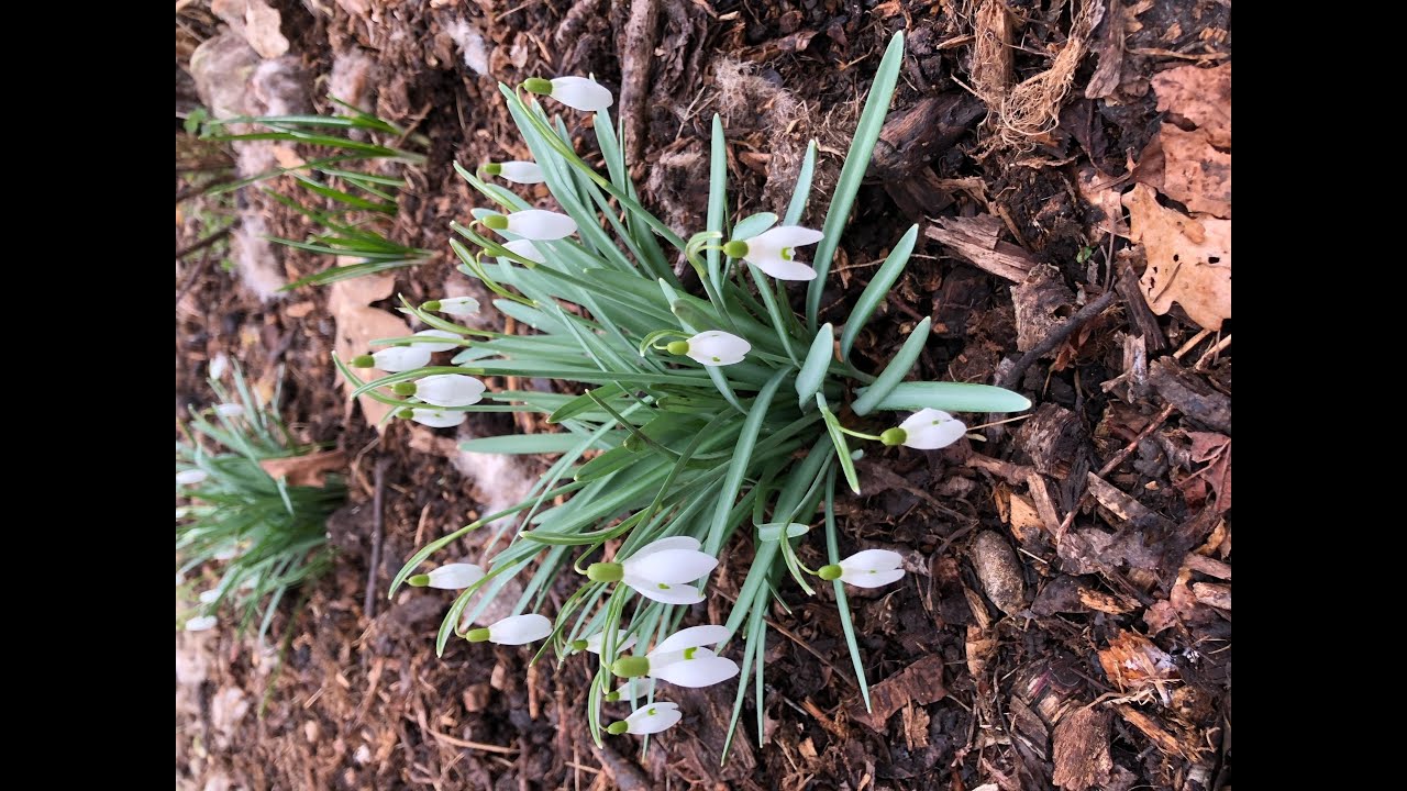 How to grow and split snowdrops in the UK
