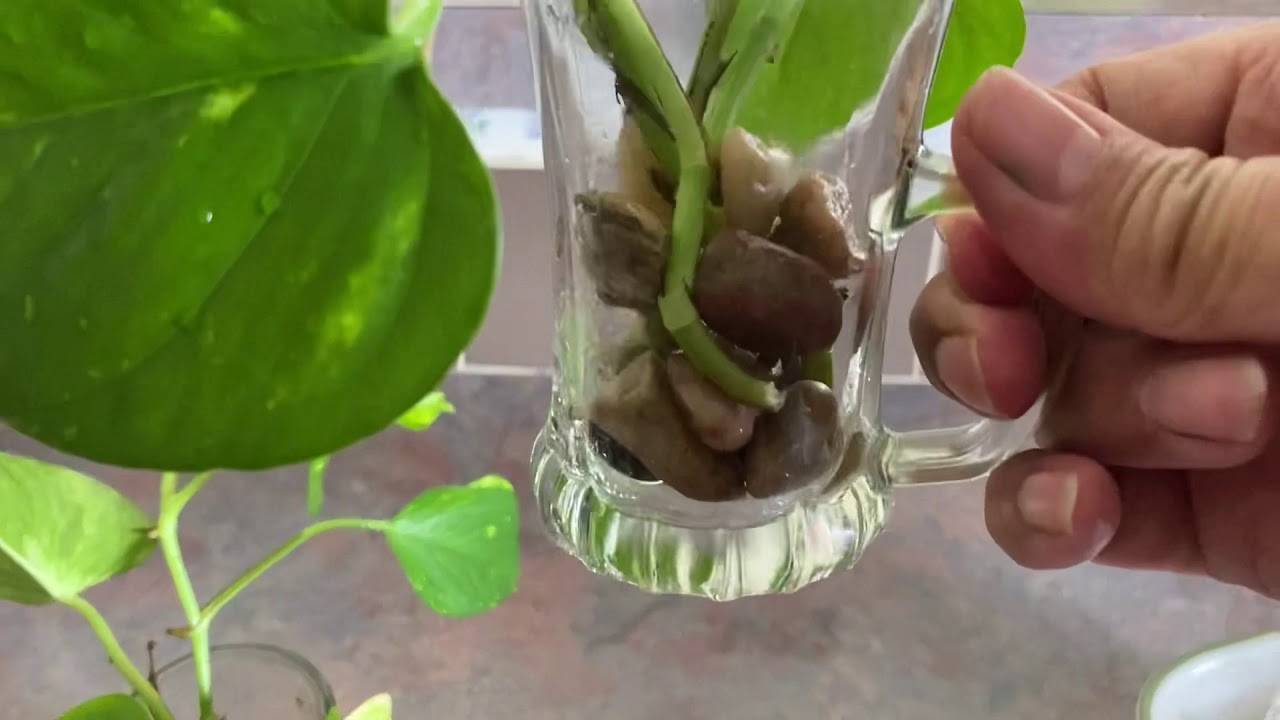 طريقة تجذير اللبلاب او البوتس للإكثار بأسهل الطرق 🌱👍
