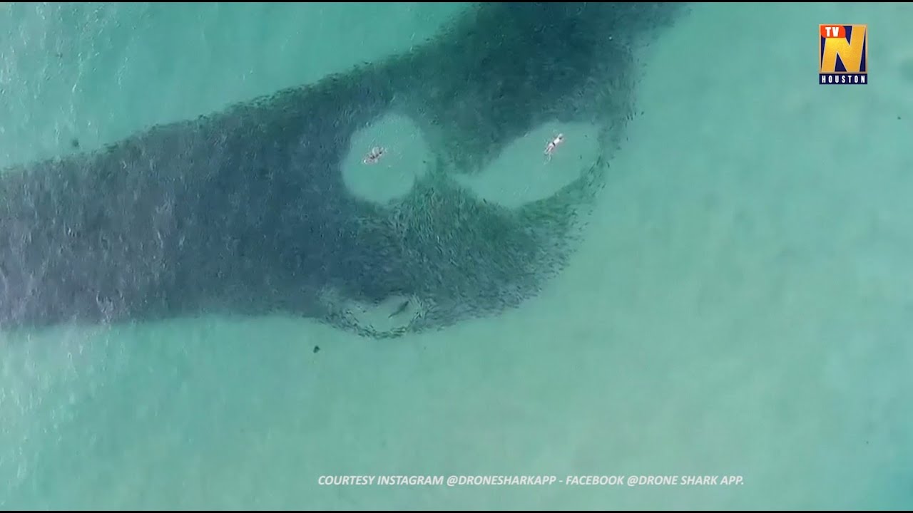 Drone footage captures swimmers, sharks and salmon interacting at Australia's Bondi Beach