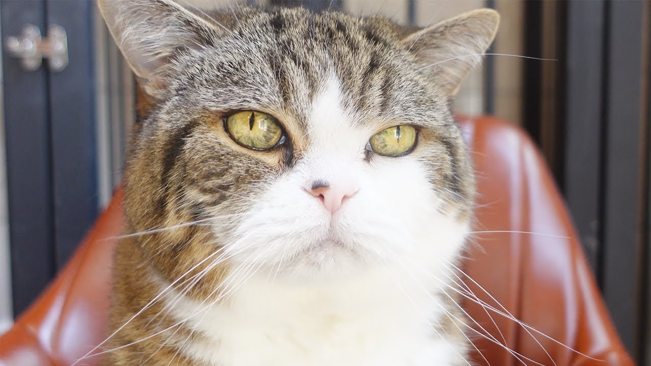数年来の涙やけがキレイになって顔が若返ったねこ。-Maru’s tear stain became clean and his face rejuvenated.-