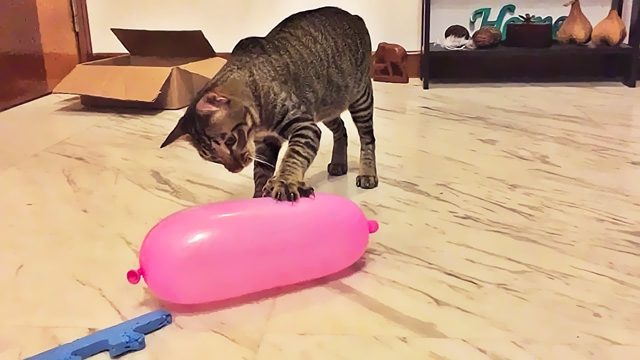 Gatos vs Bal&atilde;o #1