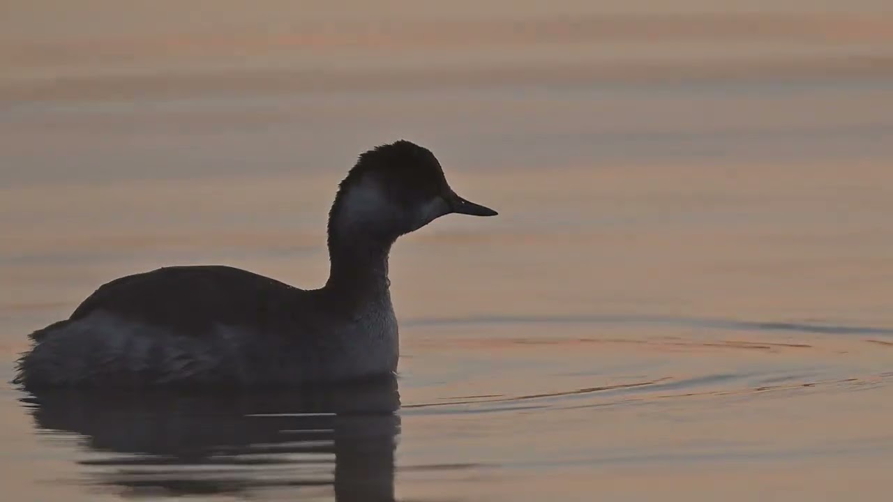 上河原堰の蒸気霧