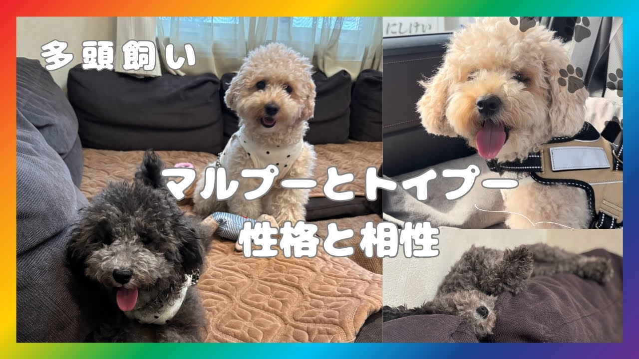 【多頭飼い】マルプーとトイプードルの性格の違いと気になる相性