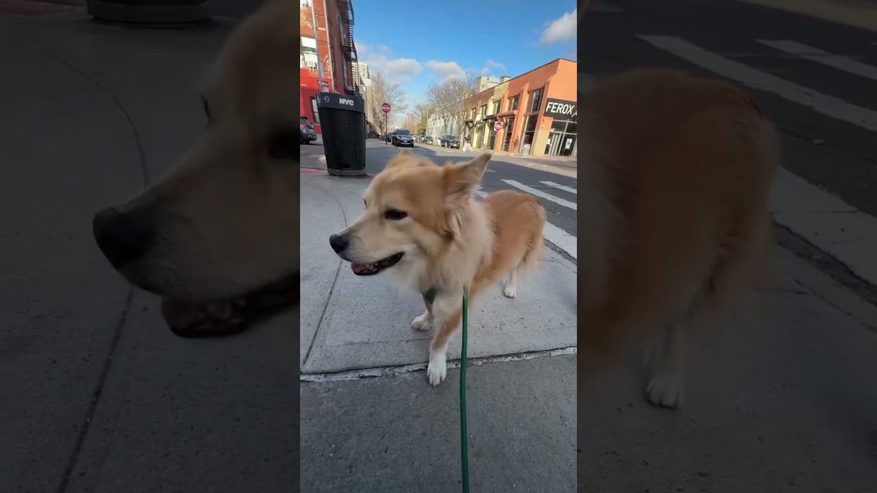 Post-seizure walk after a little brain reset ❤️&zwj;🩹 #fosterdog #adopteddog