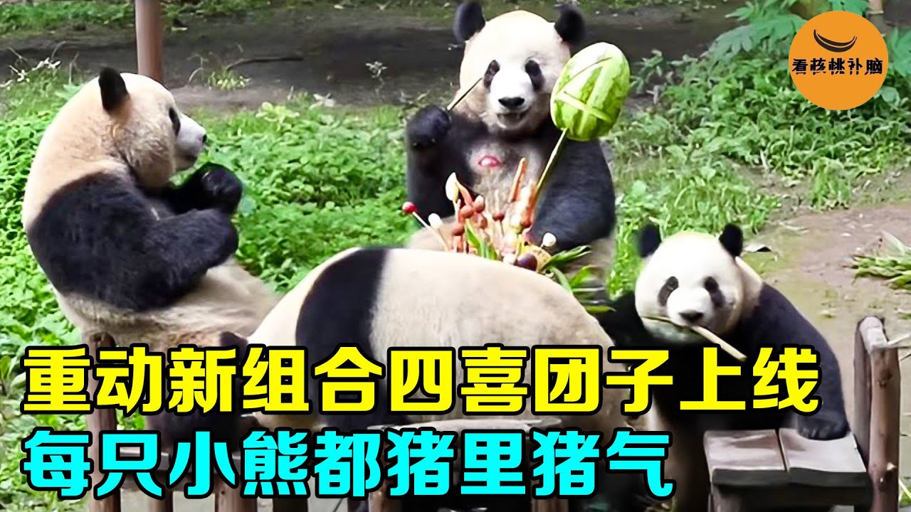 重动新组合四喜团子上线！星辰珍宝四小只合体，每只小熊都猪里猪气【看核桃补脑】