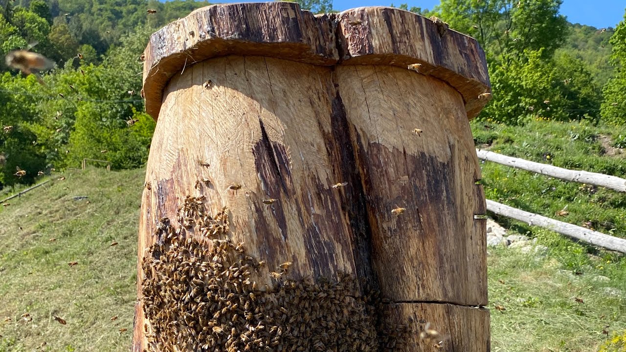 Swarm populating in a log hive