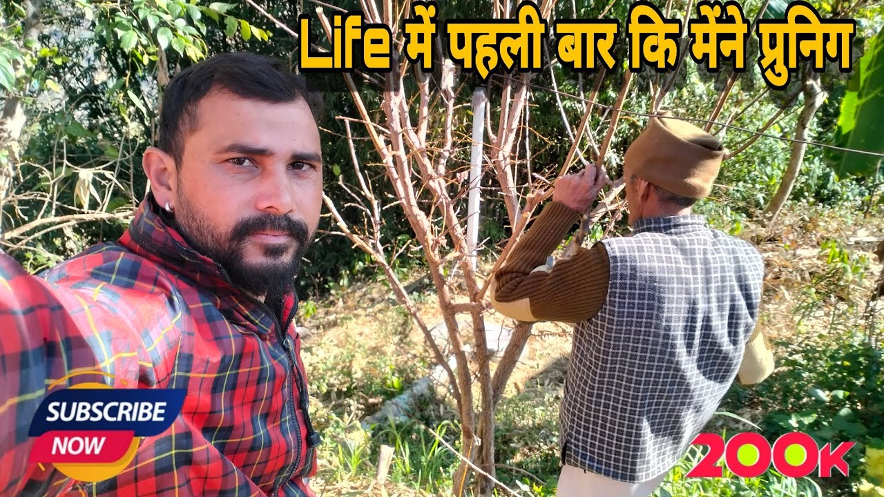 नाना जी से मिली सिखने को प्रुनिग कैसे करते हैं || Pahadi Life Style Vlog || Manoj Kumar