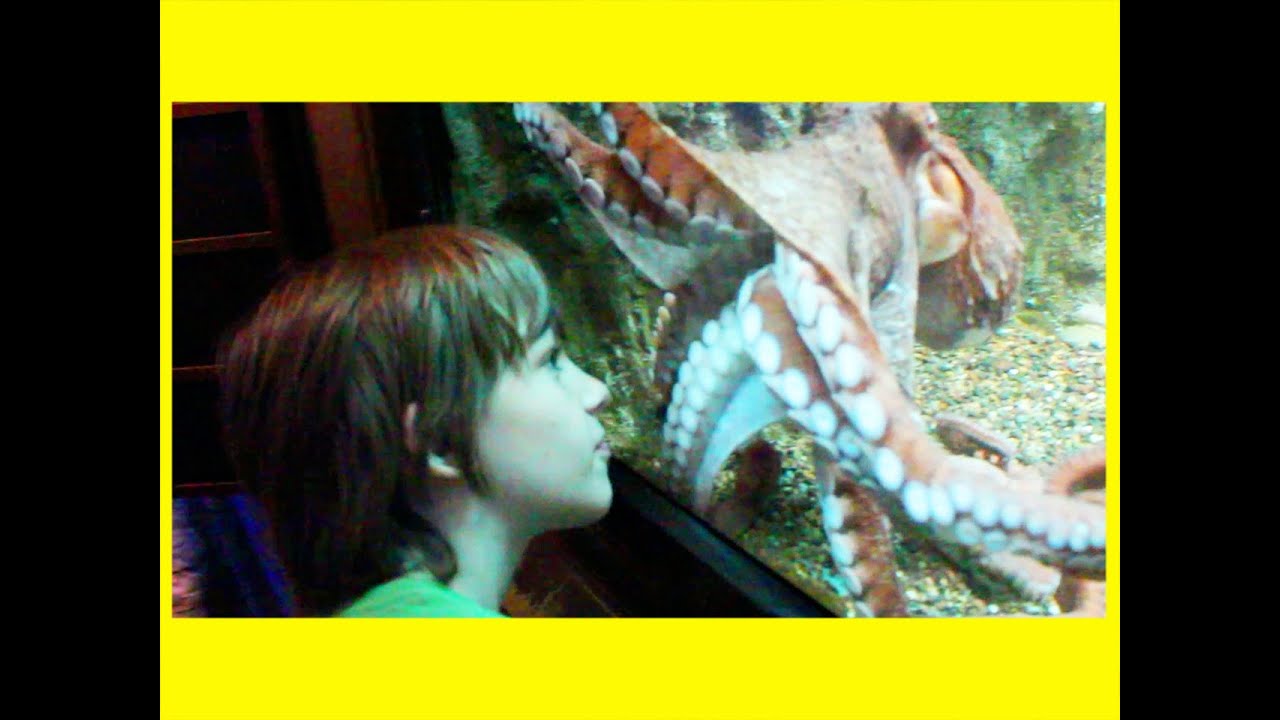 GIANT FACE EATING OCTOPUS! |  KITTIESMAMA