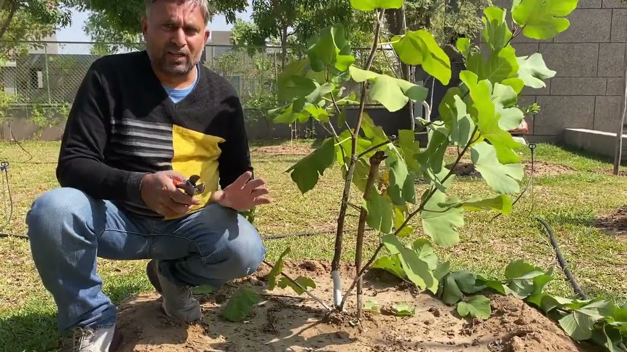 How to Prune Young Fig Plant? // Develop Good Structure of Fig Plant // 1st year Pruning