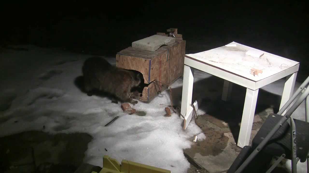 Raccoon getting caught in a 