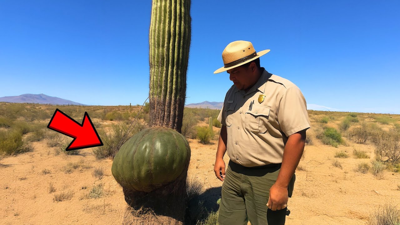 [Full Story] Ranger Found Saguaro Cactus With Strange Lump, Gut Told Him to Cut Into it&hellip;