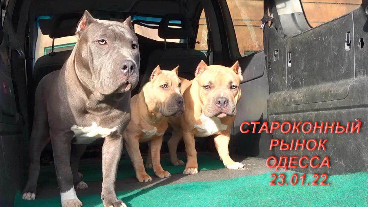 РЫНОК СОБАК. Староконный базар. Одесса. 23.01.22.