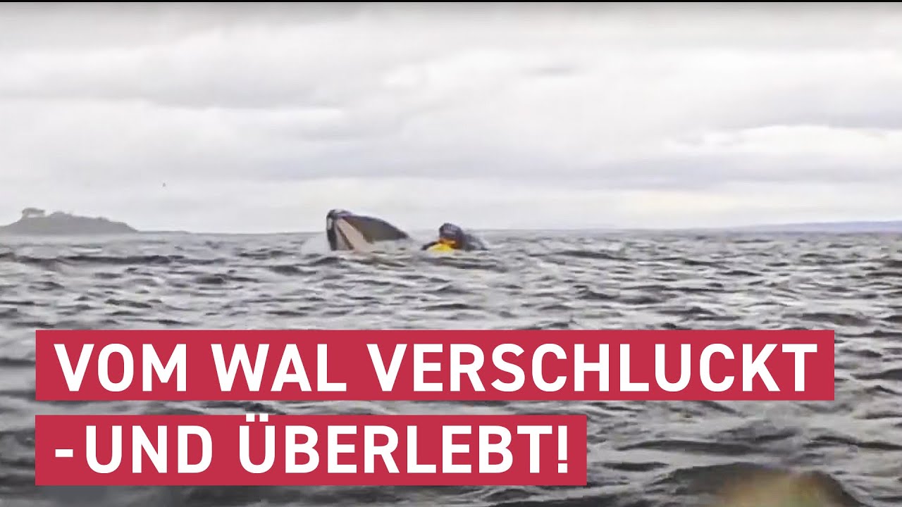 Kajakfahrer von Wal verschluckt | maintower