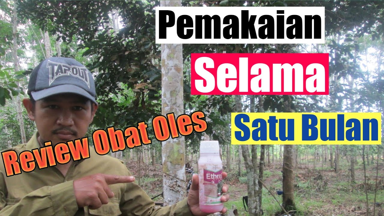 Review Pemakaian Ethrel selama satu bulan | cara meningkatkan hasil kebun karet